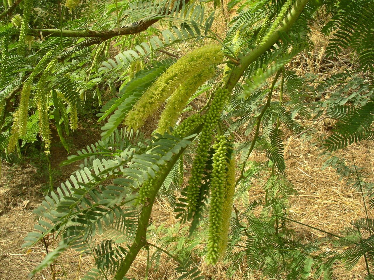Prosopis africana flower