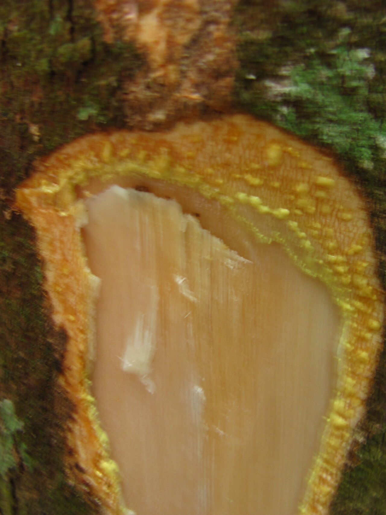 Garcinia punctata bark