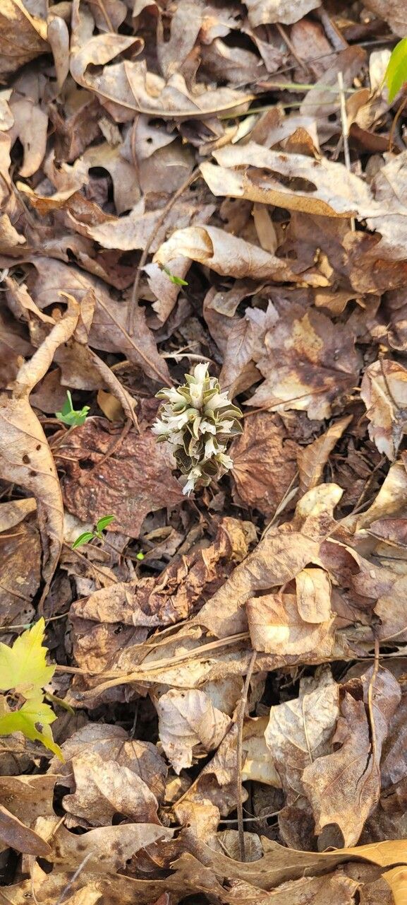 Obolaria virginica flower