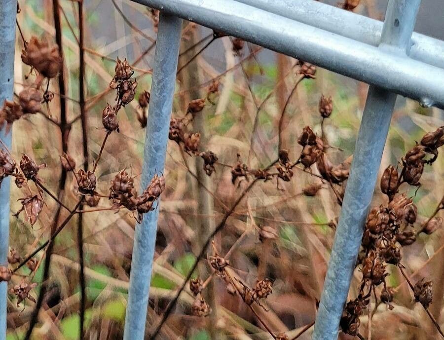 Hypericum punctatum fruit