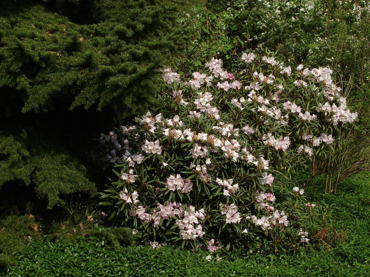 Rhododendron makinoi habit