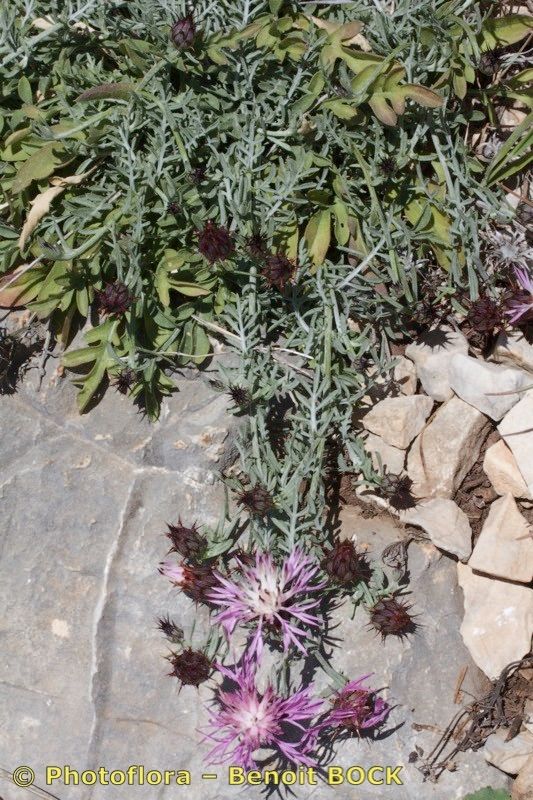 Centaurea resupinata habit
