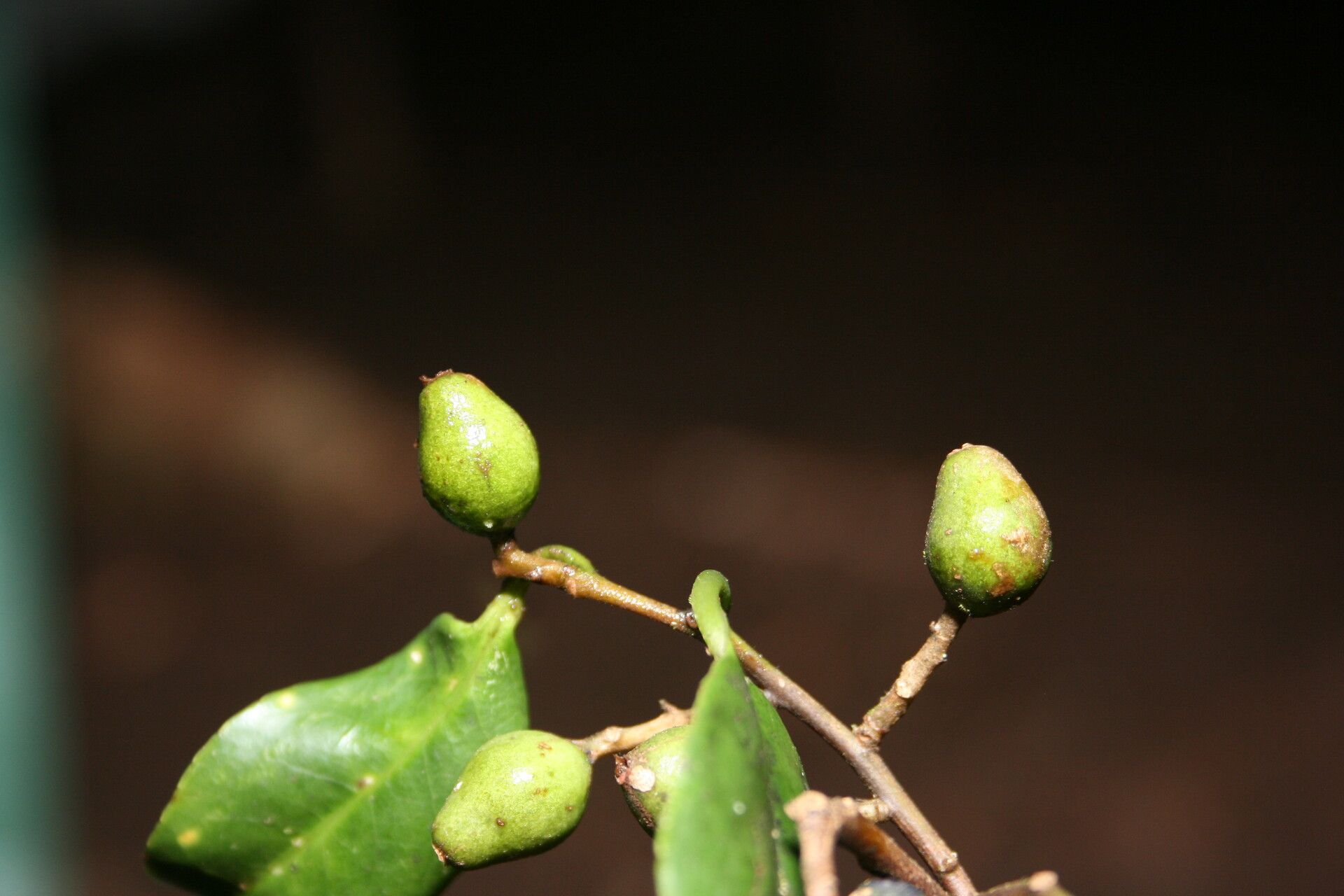Symplocos cochinchinensis fruit