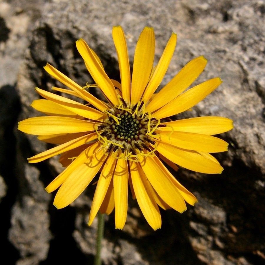 Hymenonema laconicum flower