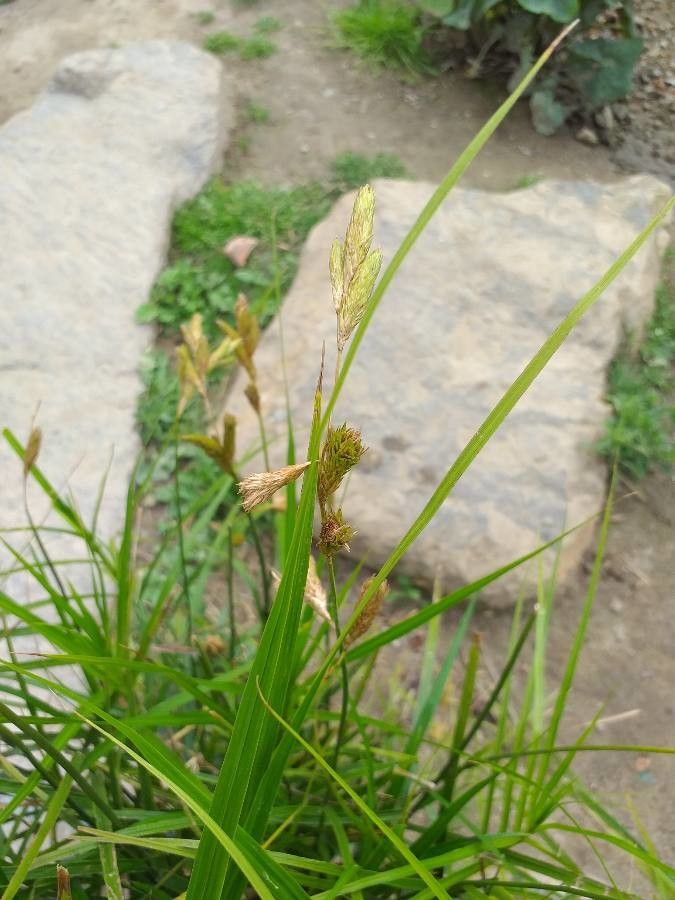 Carex muskingumensis flower