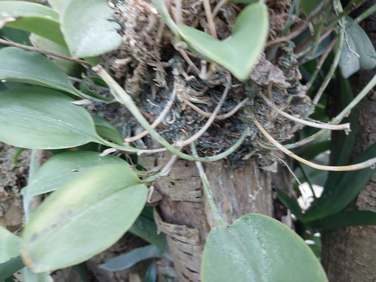 Pleurothallis sandemanii other