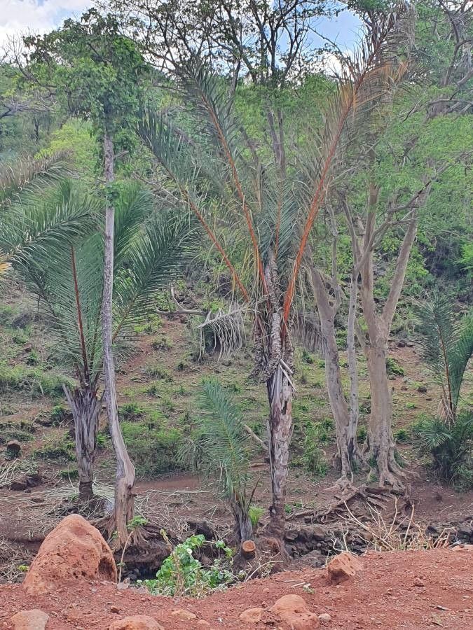 Raphia farinifera bark