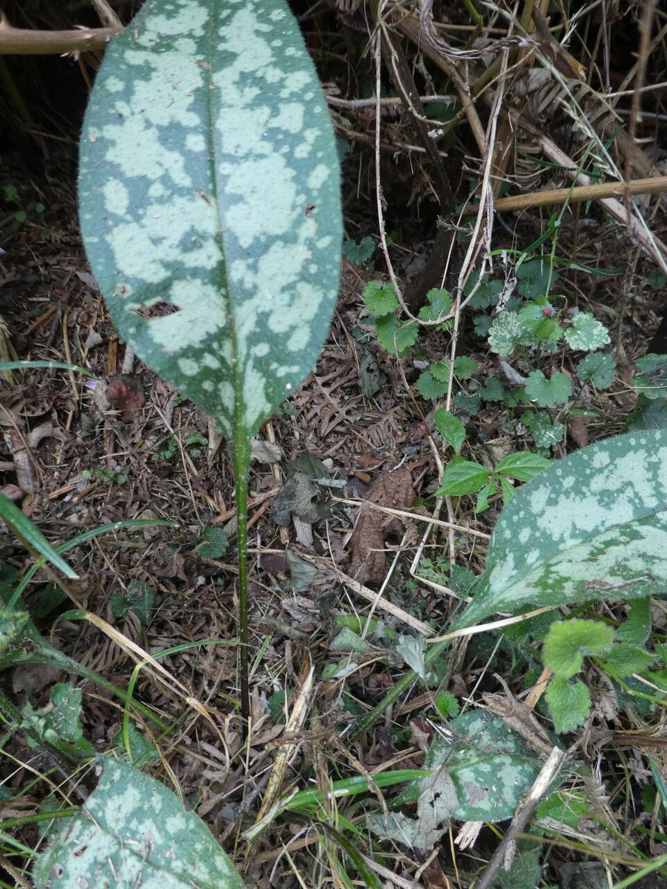 Pulmonaria affinis leaf