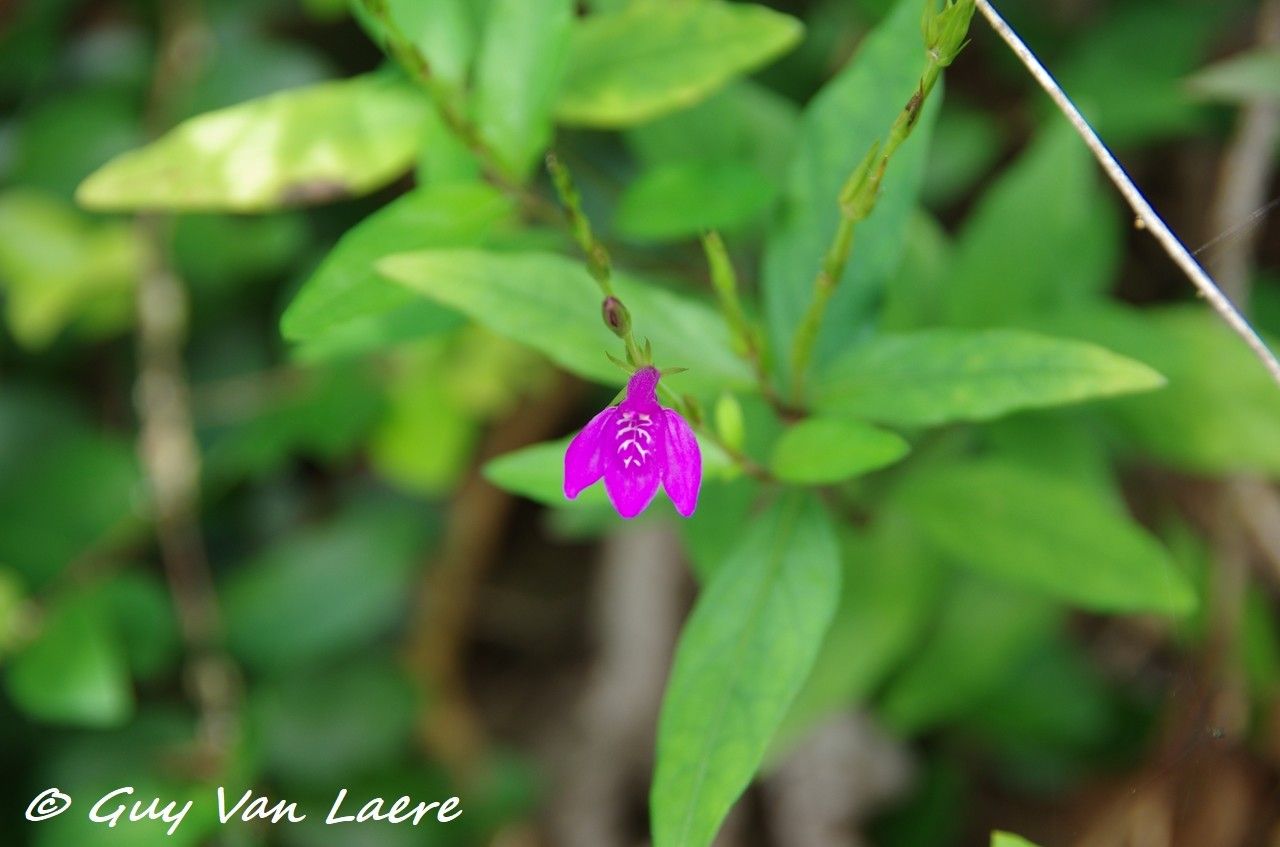 Justicia sessilis — search result for 'Justicia'