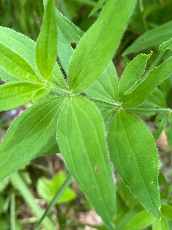 Asperula taurina — search result for 'Albania'