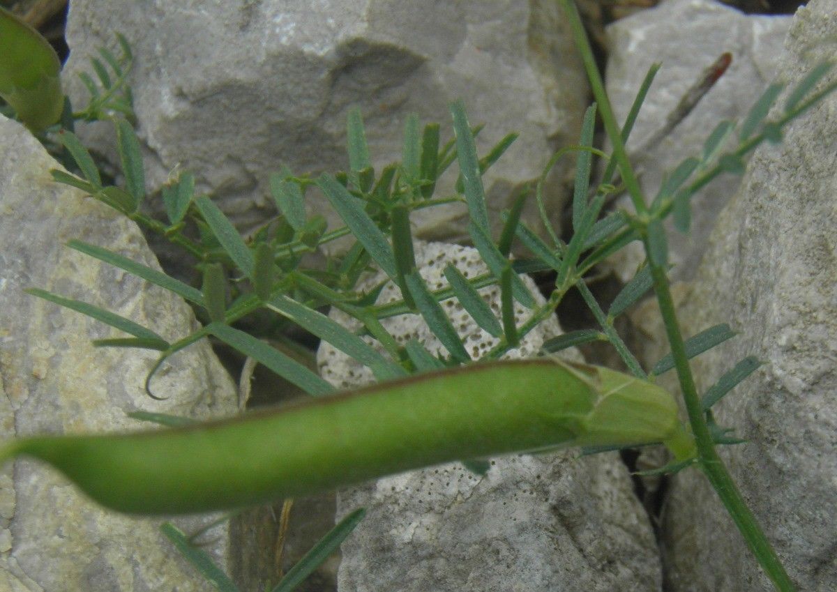 Lathyrus saxatilis fruit