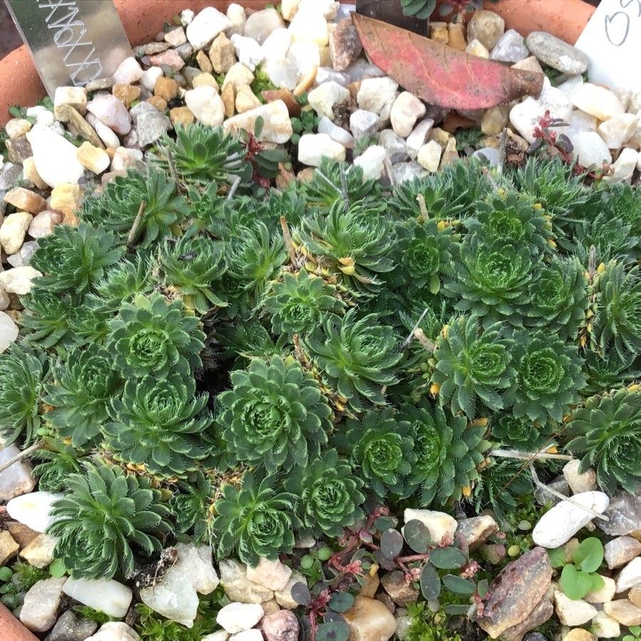 Draba dedeana — houseplant care guide