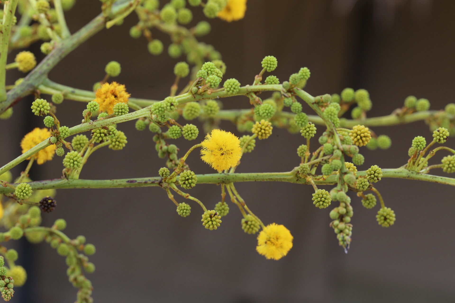 Vachellia amythethophylla flower