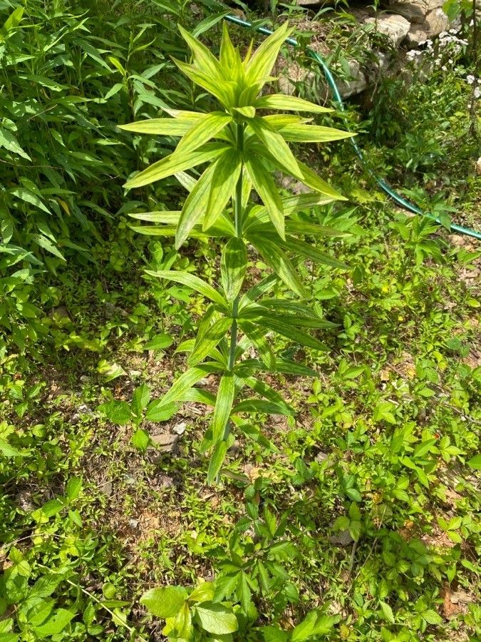 Lilium canadense leaf