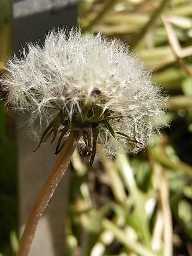 Taraxacum bessarabicum fruit