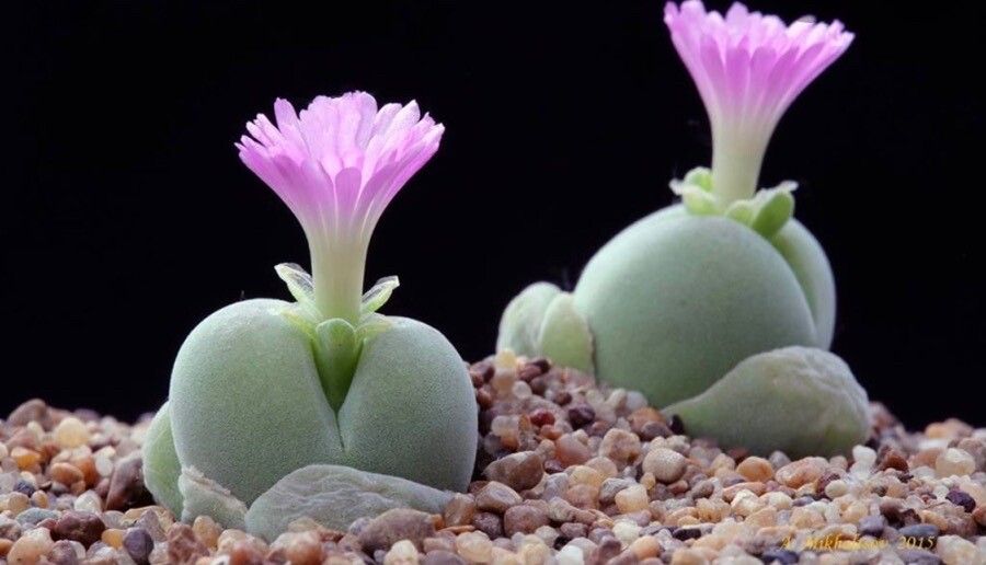 Gibbaeum petrense flower