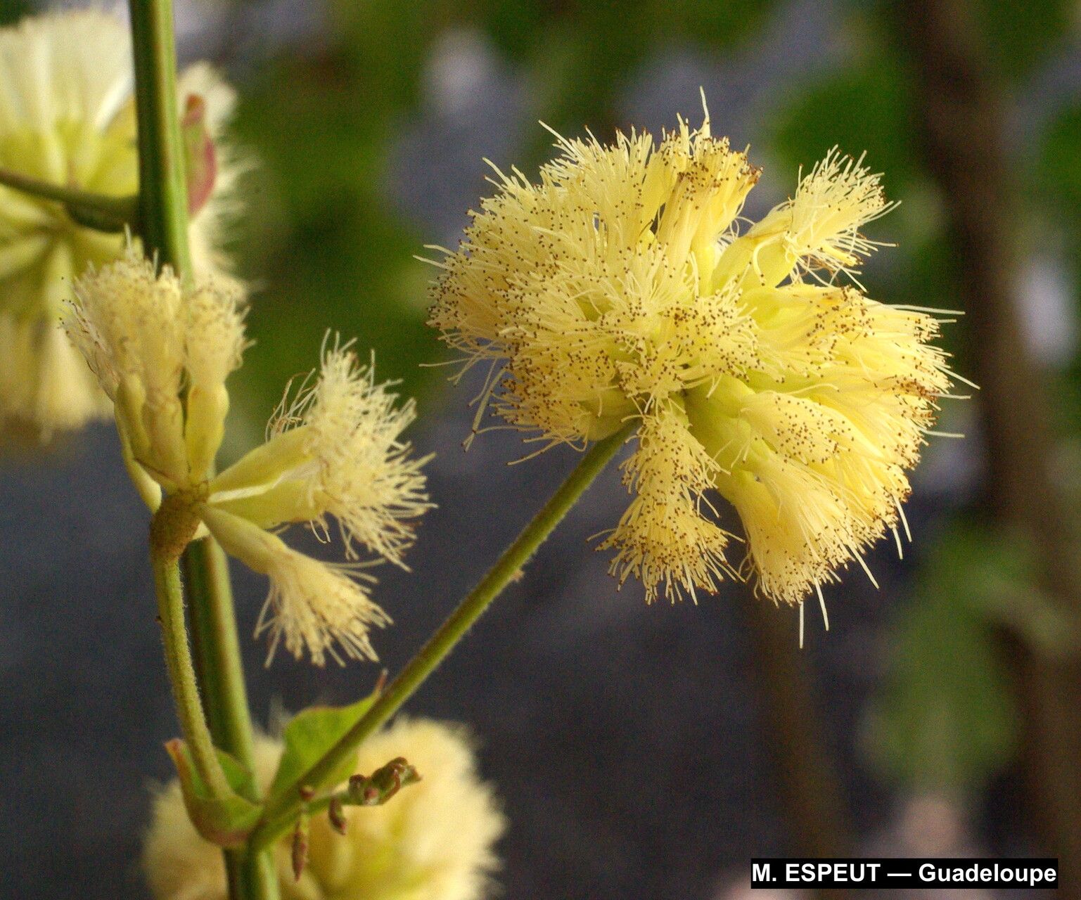 Senegalia tamarindifolia — houseplant care guide
