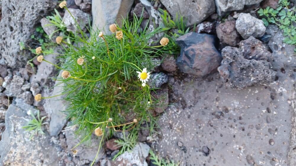 Argyranthemum gracile flower