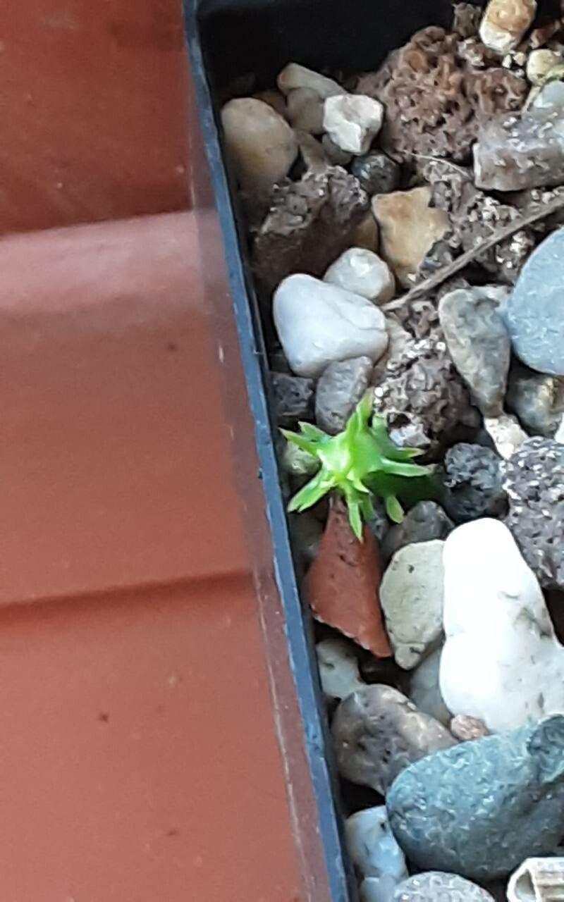 Euphorbia horrida bark