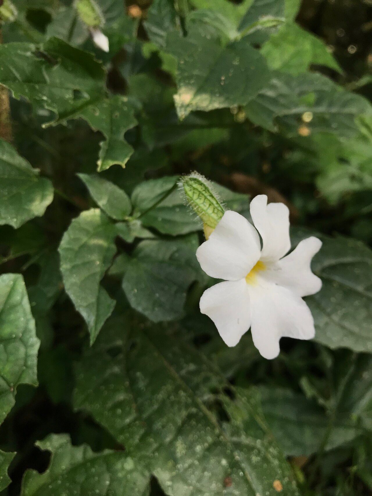 Thunbergia usambarica — search result for 'Thunbergia'