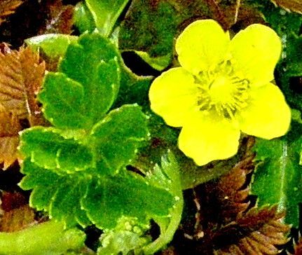 Argentina anserinoides — related species from the same genus