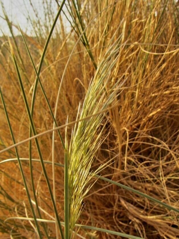 Stipagrostis acutiflora flower