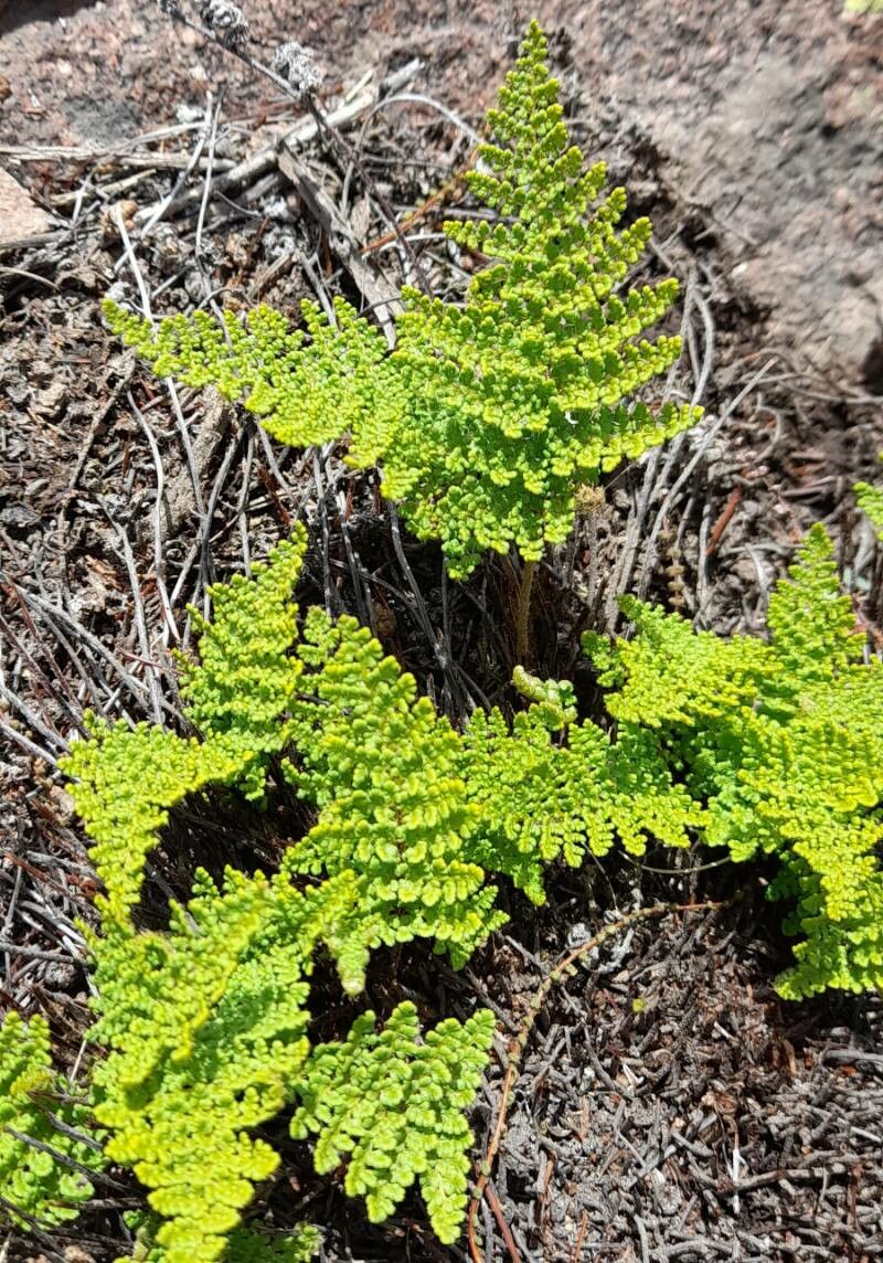 Hemionitis myriophylla habit
