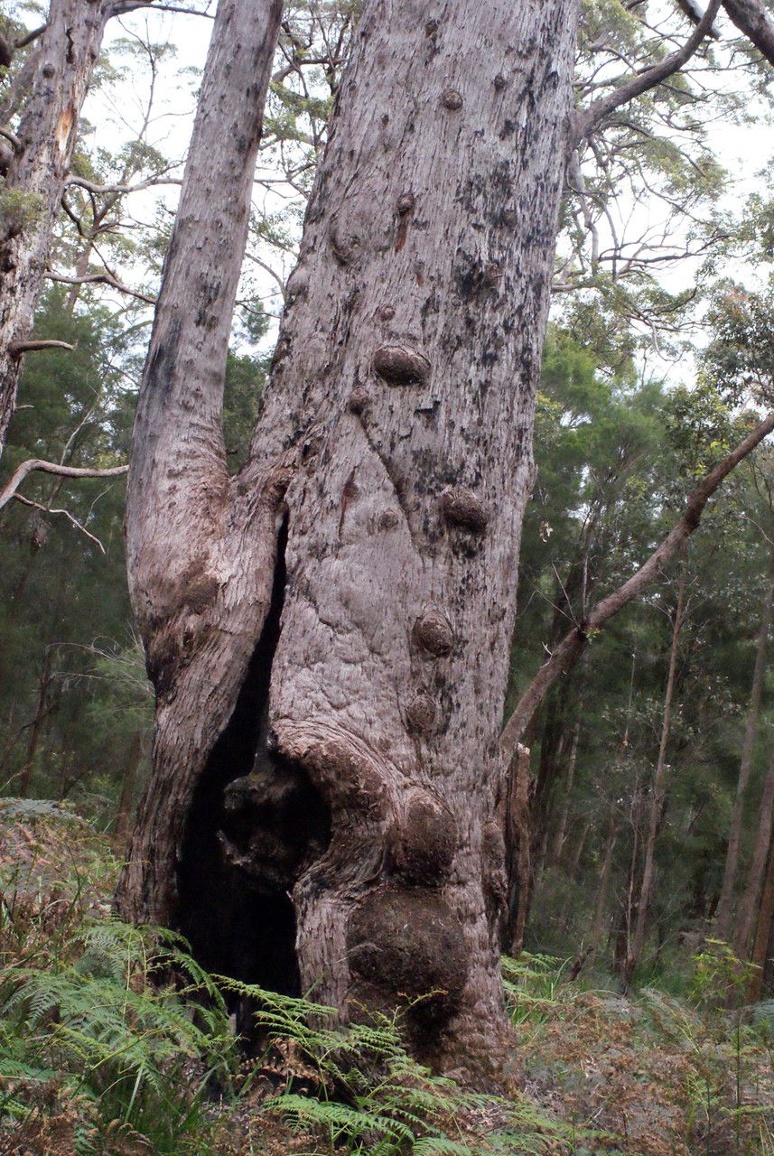 Eucalyptus jacksonii habit