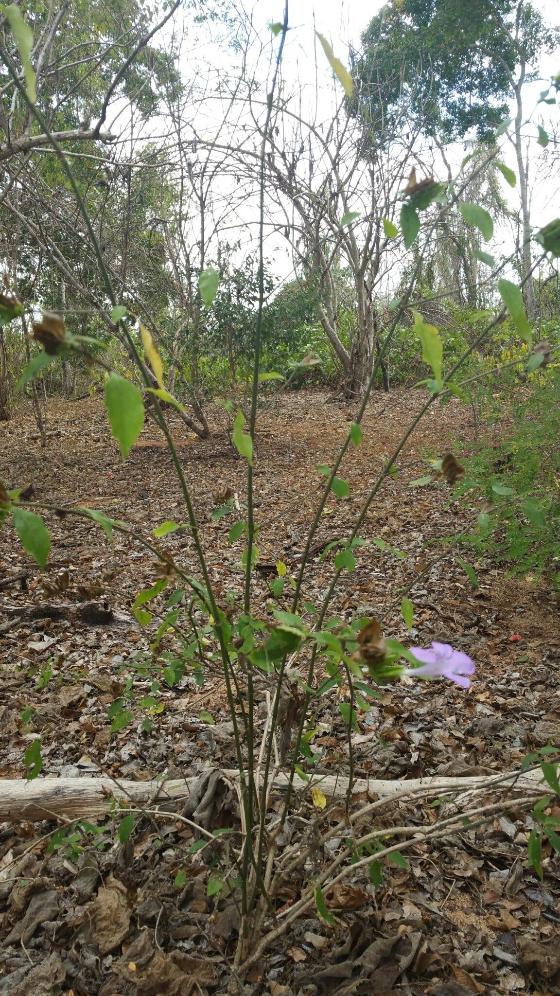 Barleria kitchingii habit
