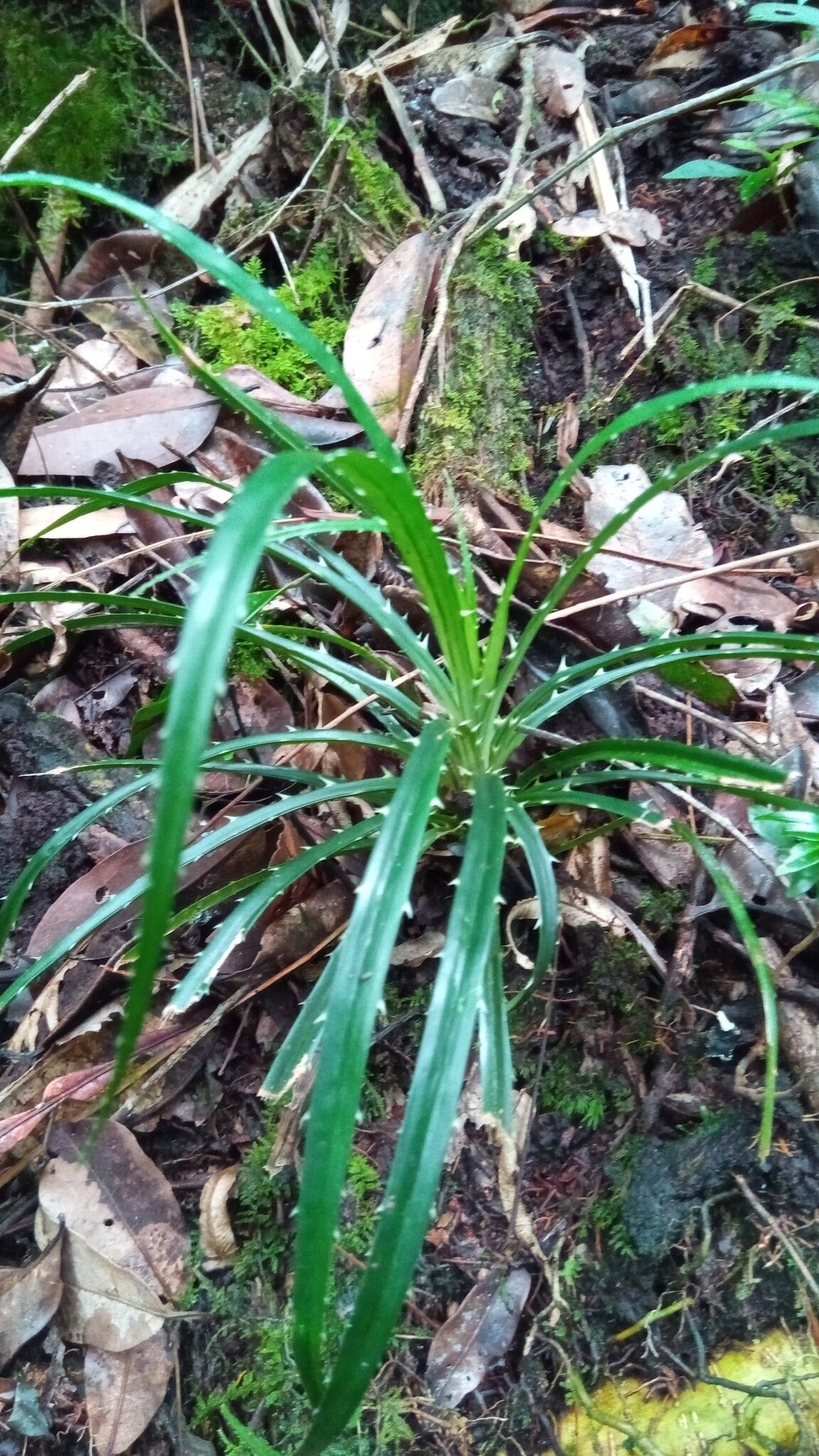 Pandanus dyckioides leaf