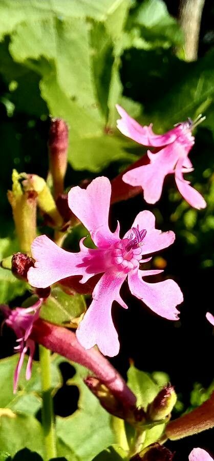 Silene aegyptiaca flower