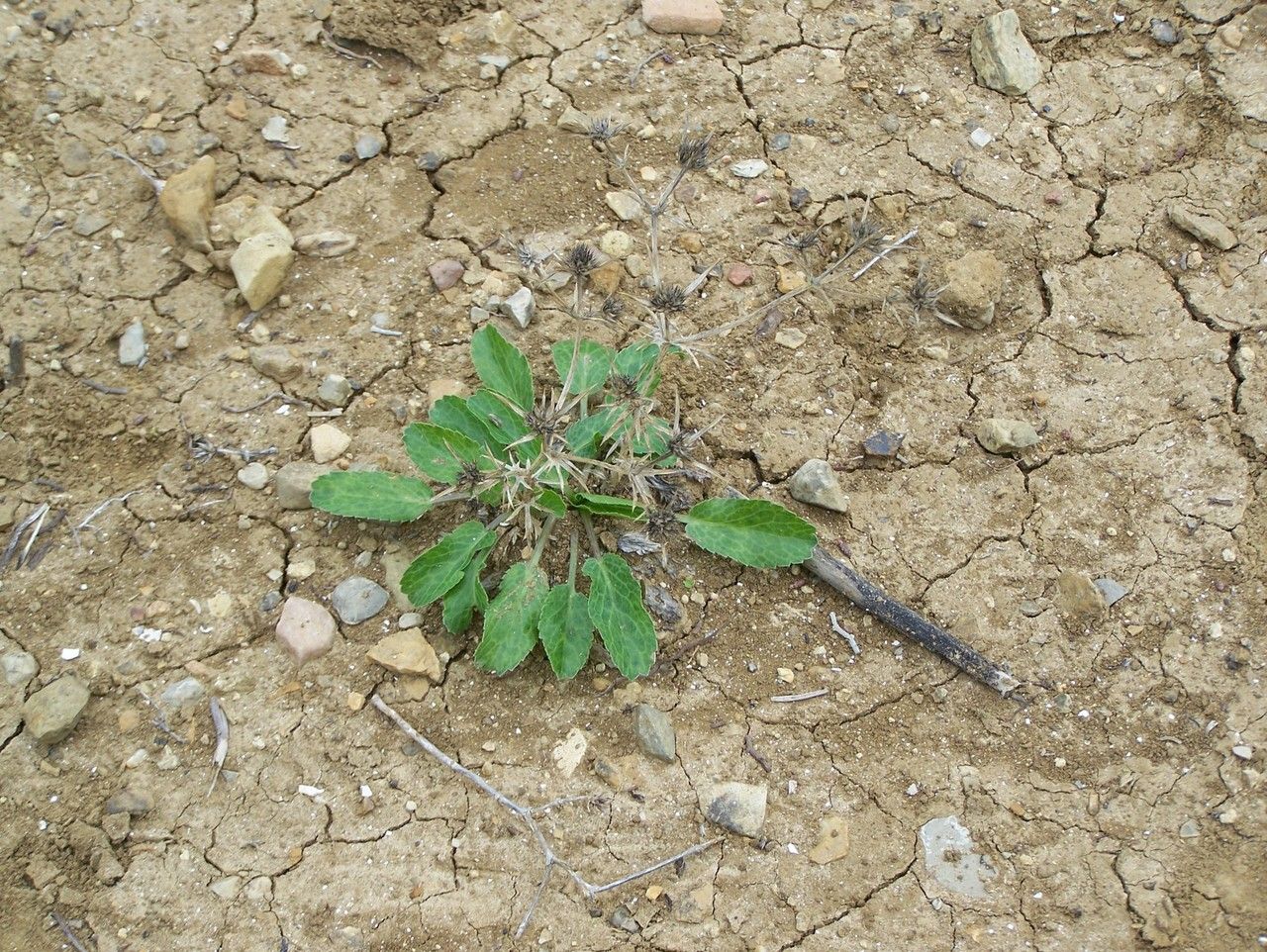 Eryngium dichotomum habit