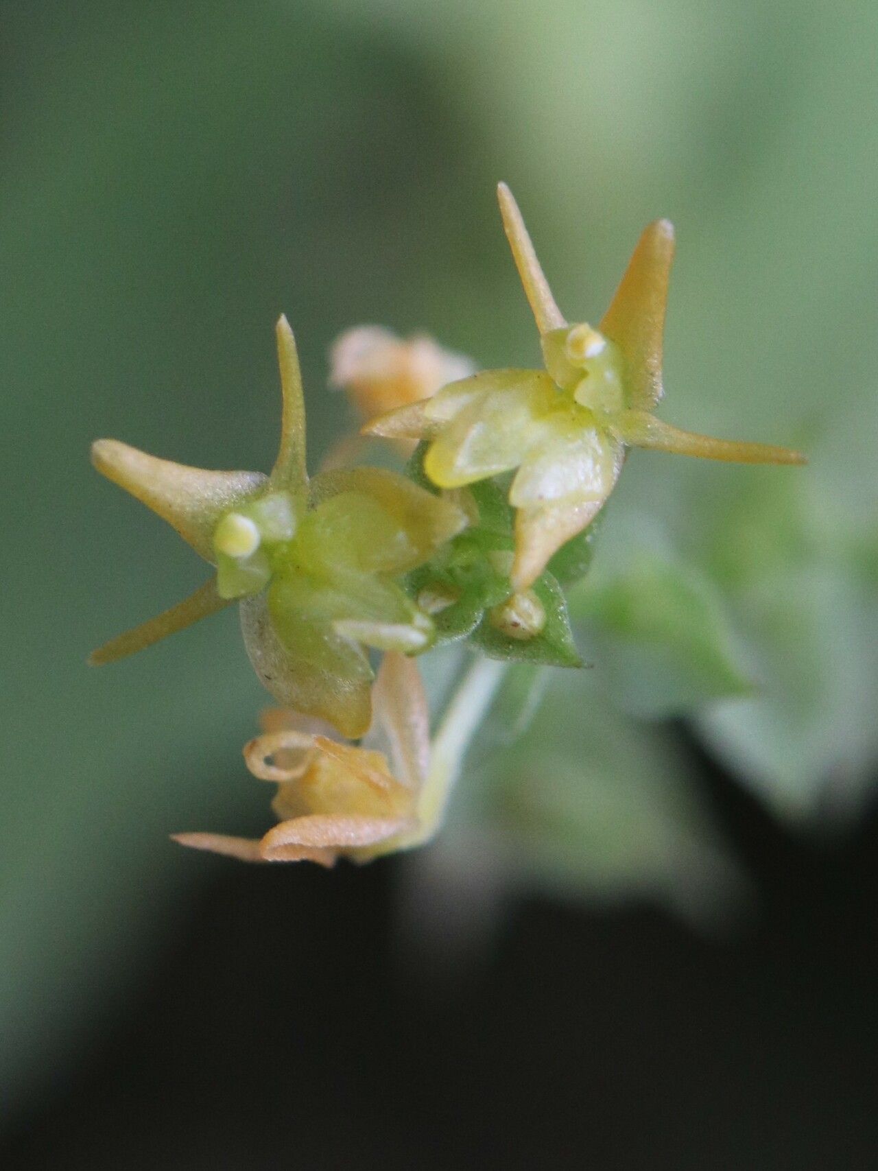 Liparis tridens flower