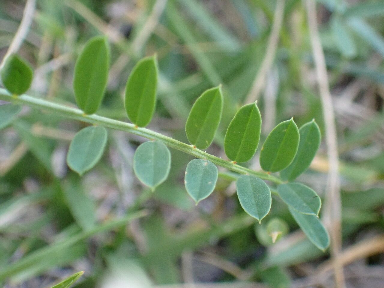 Coronilla varia leaf