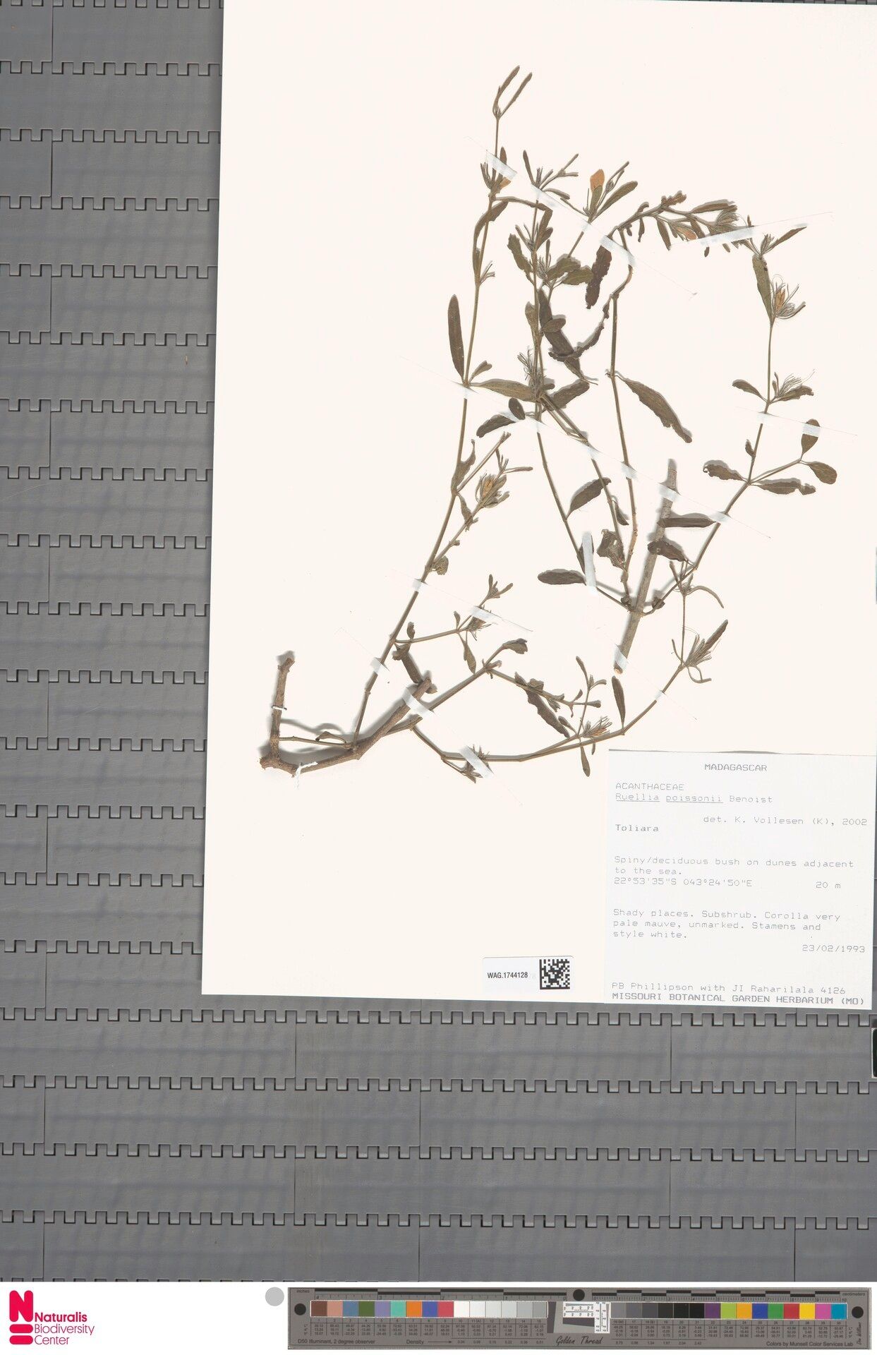 Ruellia poissonii — search result for 'Ruellia'