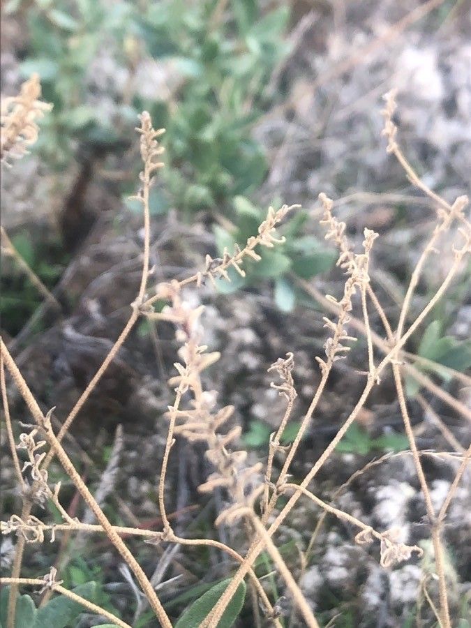Helianthemum squamatum fruit
