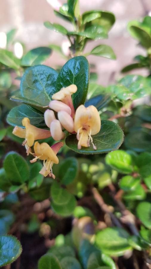 Lonicera crassifolia — search result for 'Lonicera'