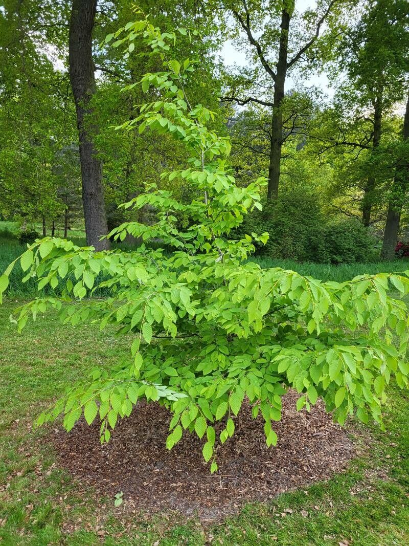 Fagus japonica habit