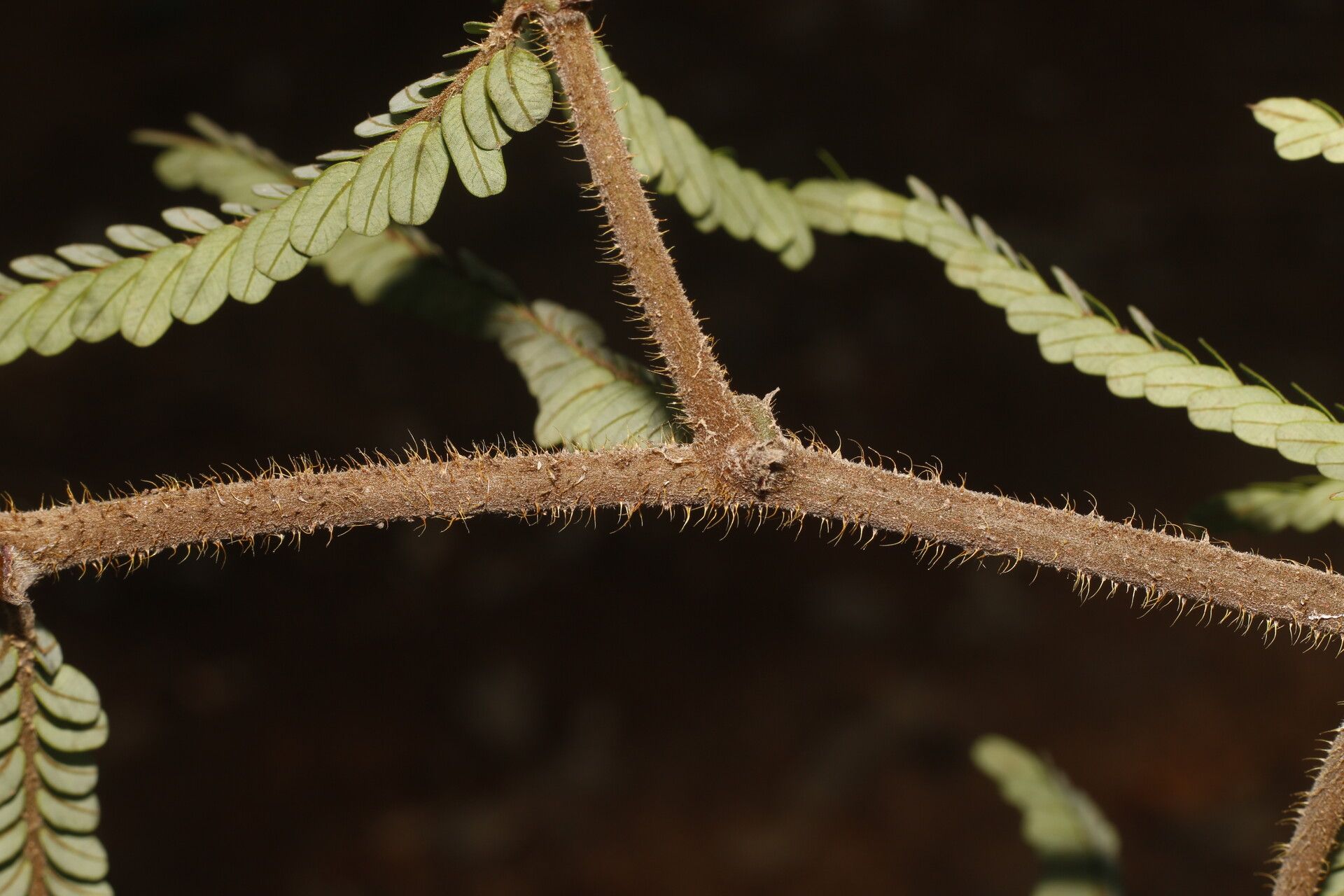 Machaerium cirrhiferum bark