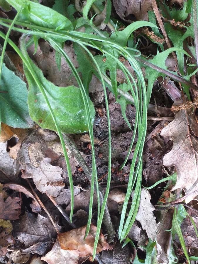 Pseudoturritis turrita fruit