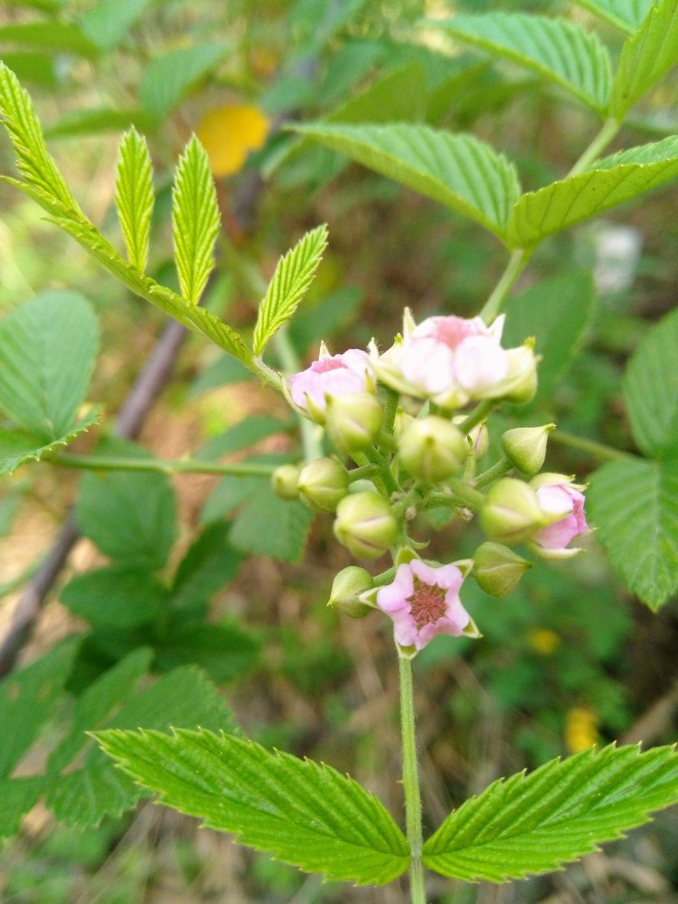 Rubus coreanus flower