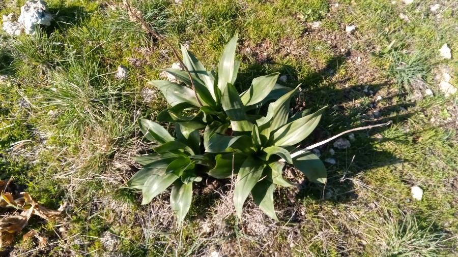 Drimia pancration leaf