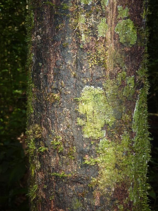 Guatteria wachenheimii — houseplant care guide