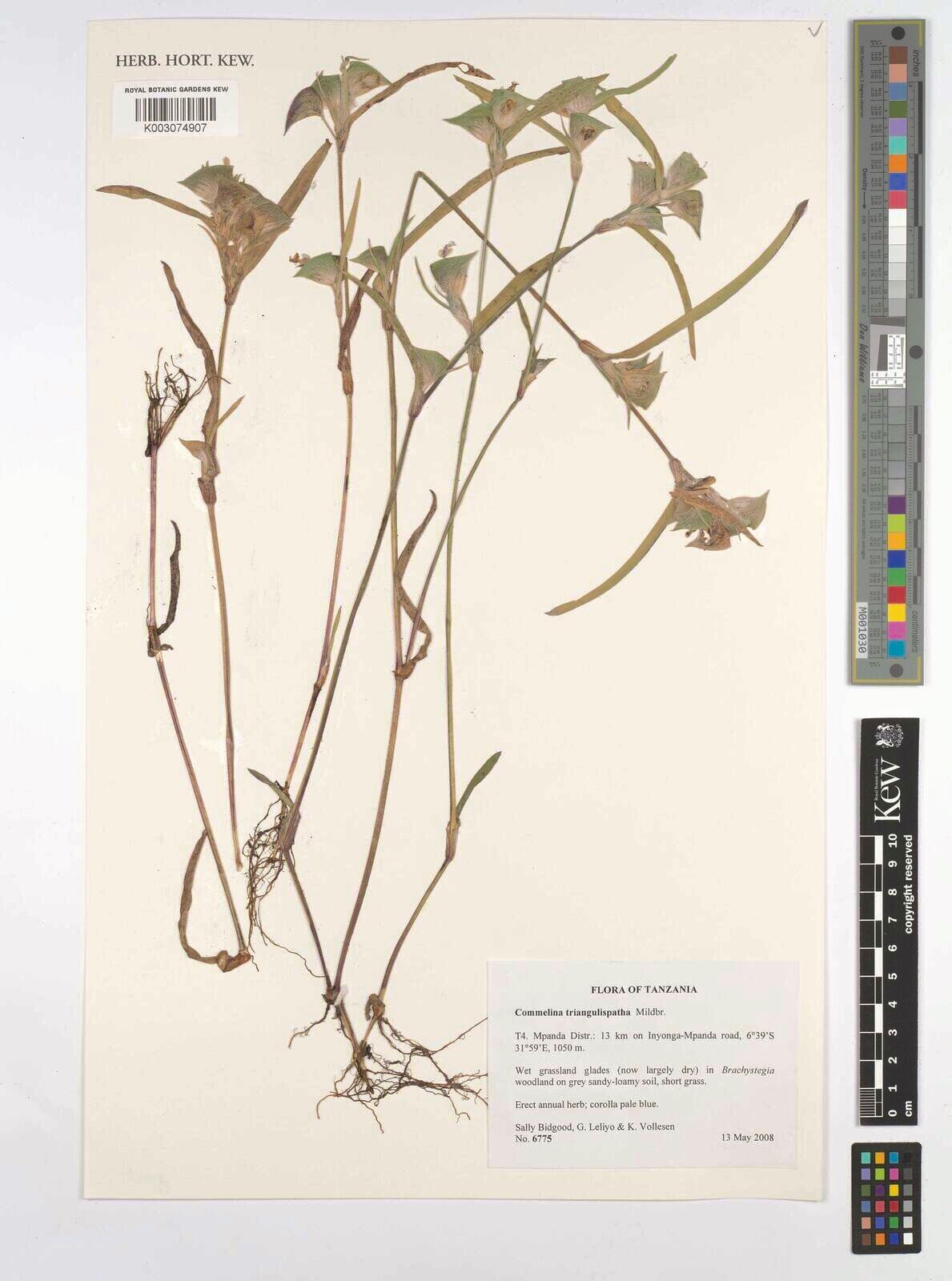 Commelina triangulispatha — houseplant care guide