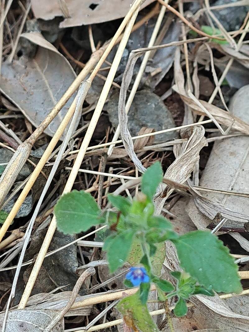 Strobilanthes pavala leaf