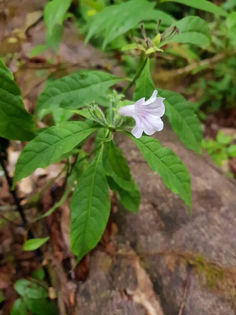 Ruellia golfodulcensis — search result for 'Ruellia'