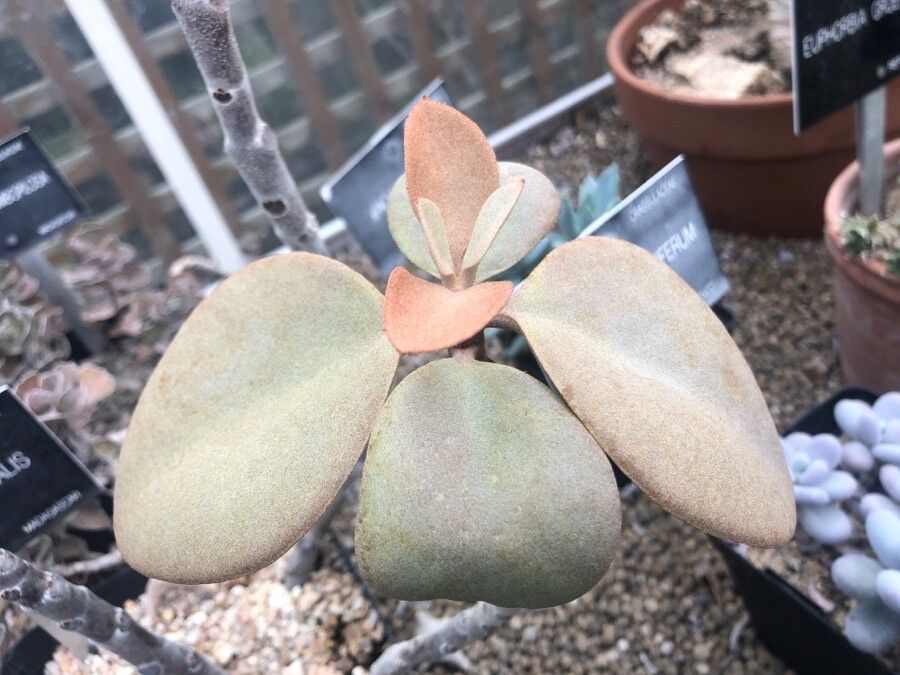 Kalanchoe orgyalis leaf