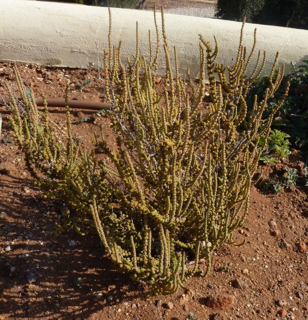 Halocnemum strobilaceum habit