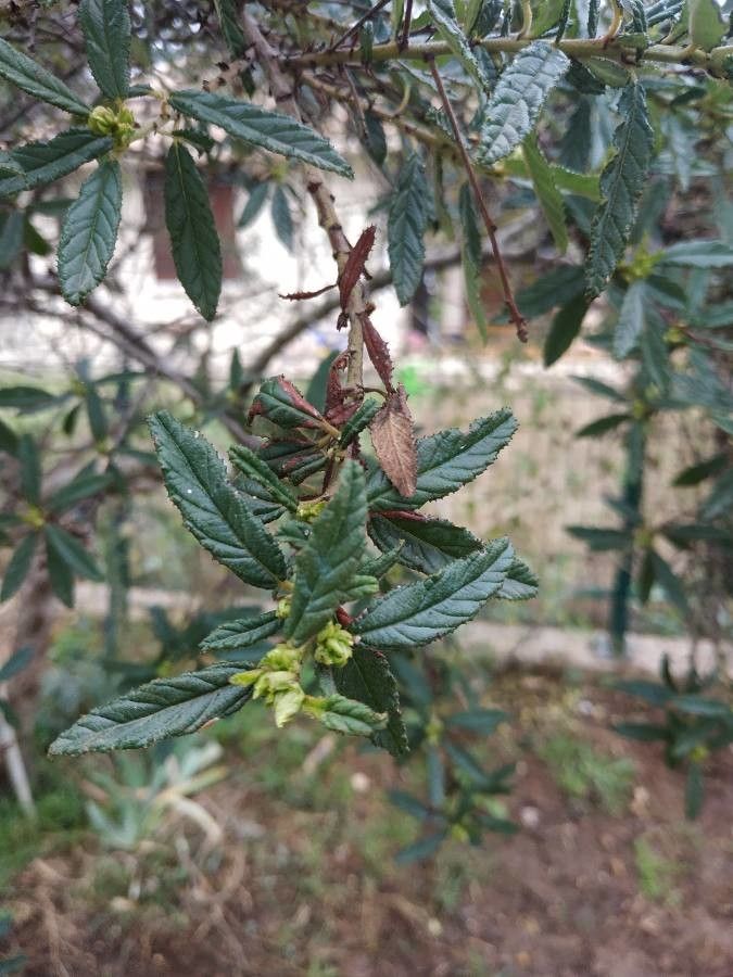 Ceanothus parryi — search result for 'Ceanothus'