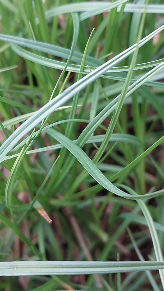 Carex diluta leaf